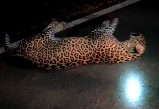 Leopard dies after hit by vehicle in Anantapur