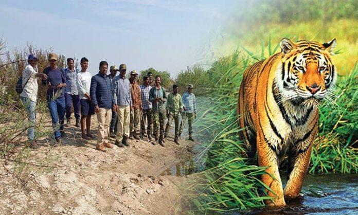 Tiger moves into Maharashtra