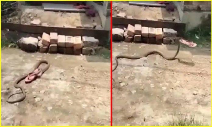 Snake steals chappal video goes viral