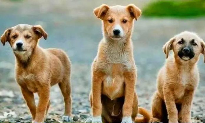 Two Stray Puppies Hanged in Delhi Dwarka