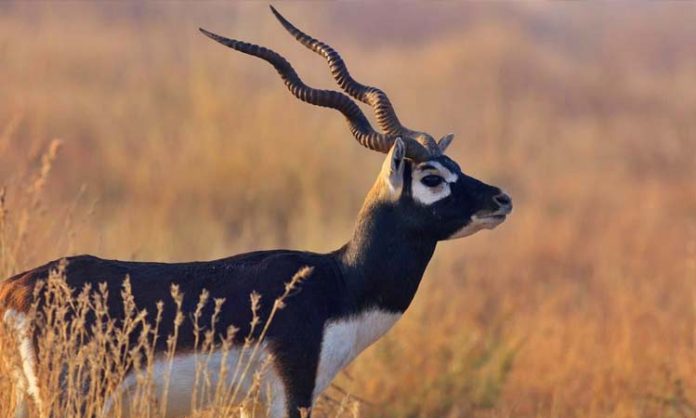 IISC Research on Blackbuck Survival