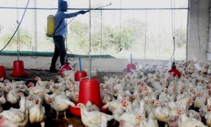 1800 Chickens died with Bird Flu