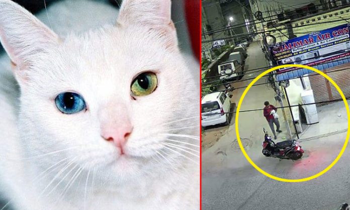 cat kidnapped hyderabad vanasthalipuram