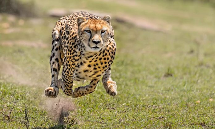 Leopard attack on Motorist