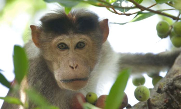 Baby attacked by monkeys at Mahabubabad