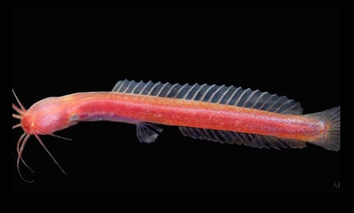 Researchers find new subterranean catfish species