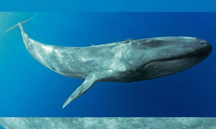 The role of whales in mitigating global warming