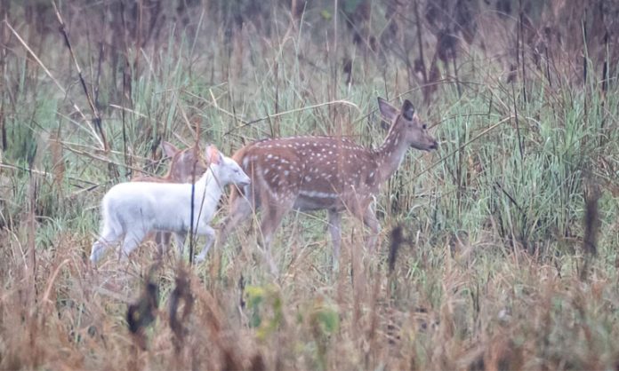 White deer found