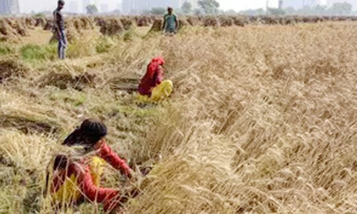 Due to untimely rains, production of wheat crop in country will decrease