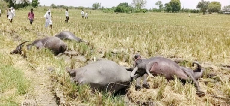 విద్యుత్‌షాక్‌తో నాలుగు గేదెలు, ఒక ఆవు మృతి