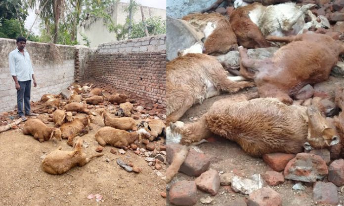 25 sheep died due to electric shock