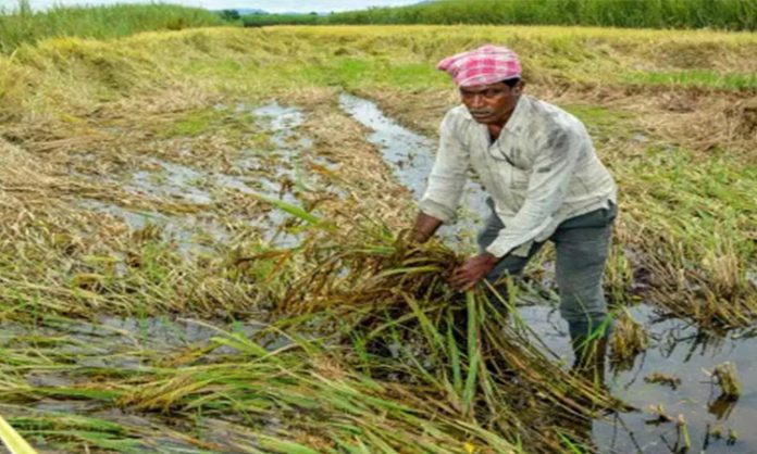 Cabinet hikes minimum support price for Kharif crops