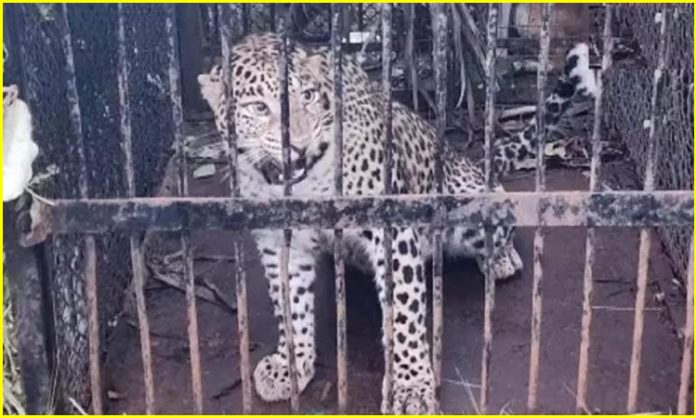 Leopard trapped in Tirumala