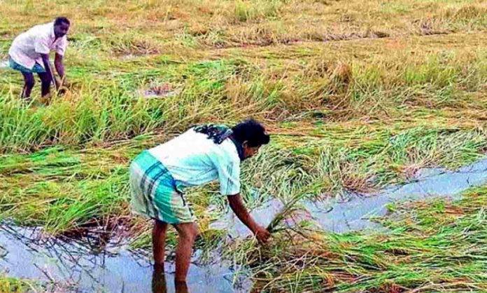 TS Govt releases rs 151.46 cr for damage crops