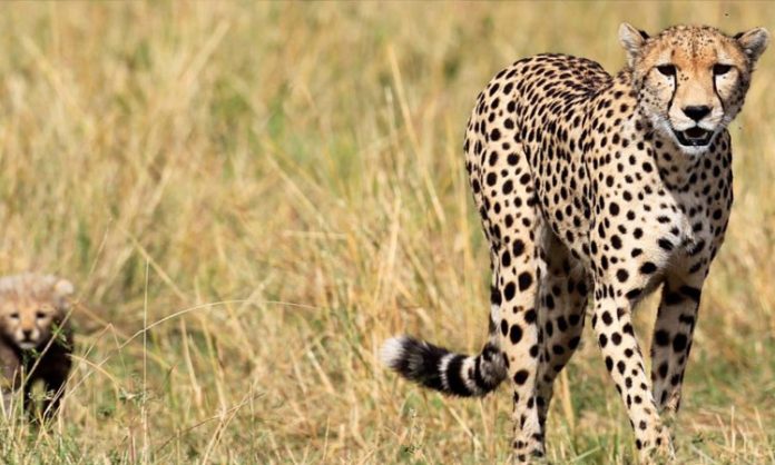 Another Cheetah Dies At Kuno National Park