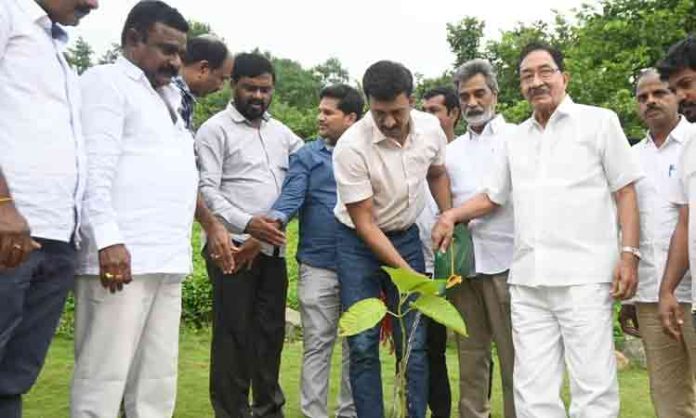 Singareni Finance Director Balram Naik planted the sapling