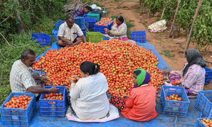 Indians travelling to neighbouring country to buy tomatoes