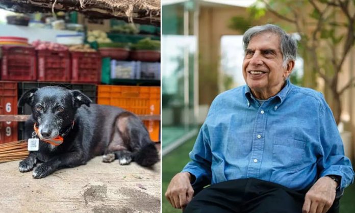 Ratan Tata appeals not to hurt animals during monsoons