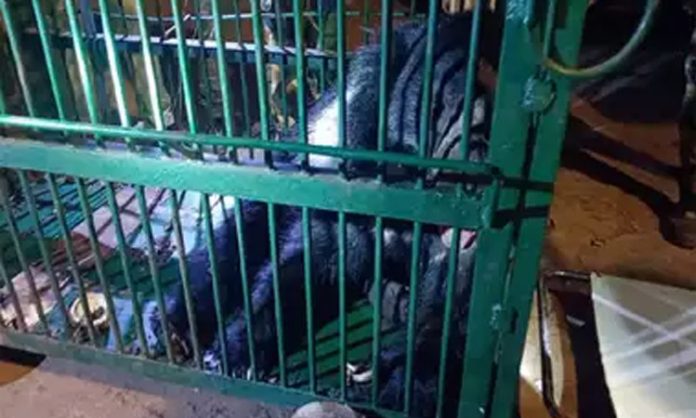 Bear Trapped in a Cage at Srisailam