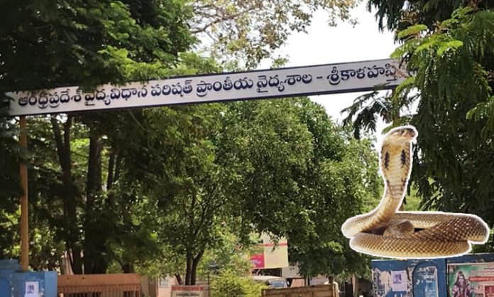 Snake found in Srikalahasti