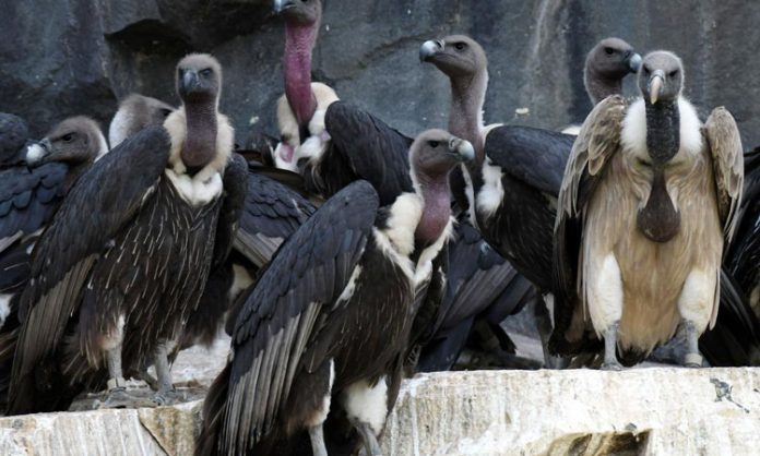 Let's give recognition to vultures: MP Santhosh