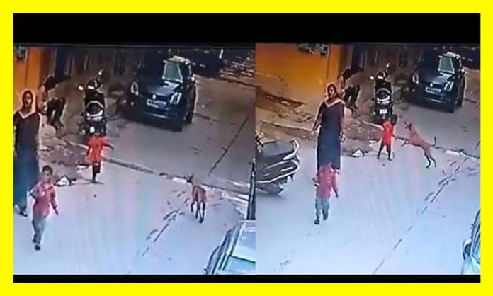 Stray dog attacks child in Hyderabad