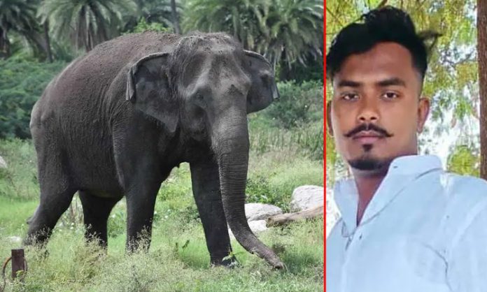 Nehru Zoo Park animal keeper died in Elephant attack