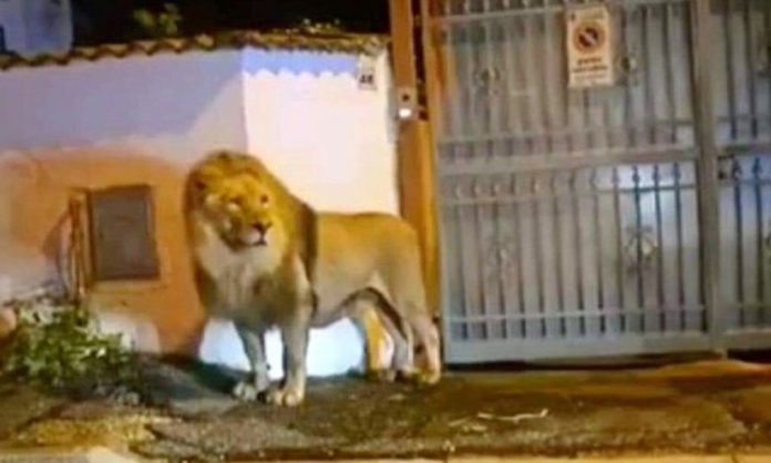 Circus Lion escaped in Italy