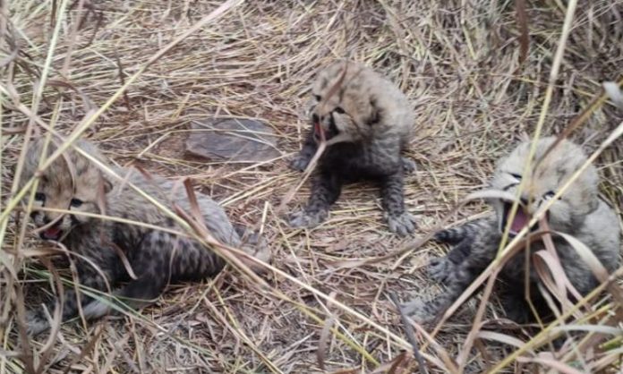 Namibian Cheetah gives birth to 3 cubs