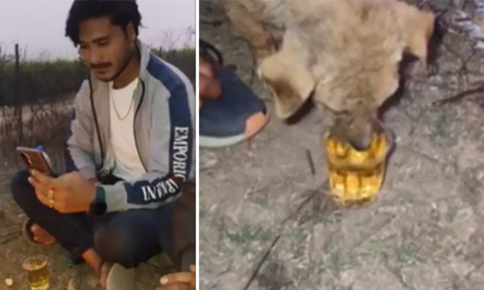 Puppy Drinks Alcohol In Rajasthan