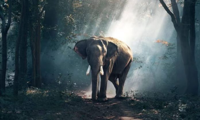 Elephant trampled an old man to death in Tamil Nadu