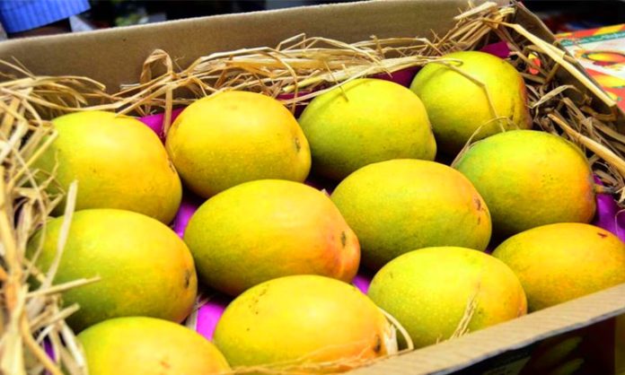 Gang of artificially ripening mangoes has been arrested