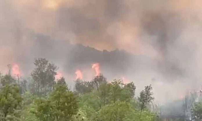 Fire breaks out in Tirumala forest