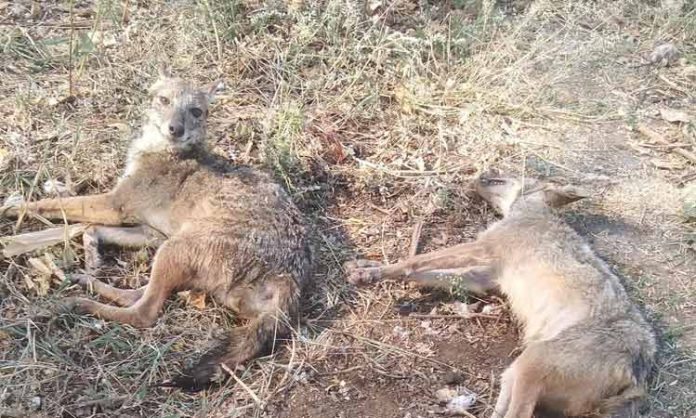 Foxs fell into a farm well in warangal rural