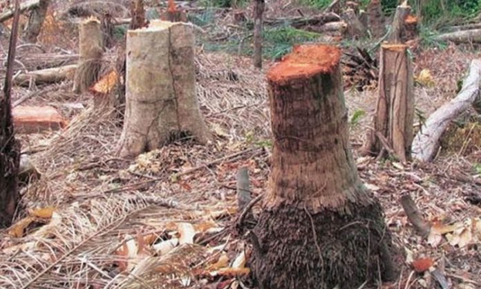 Who will stop deforestation?