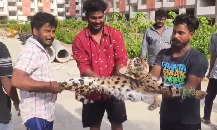 wild cat found in gajula ramaram