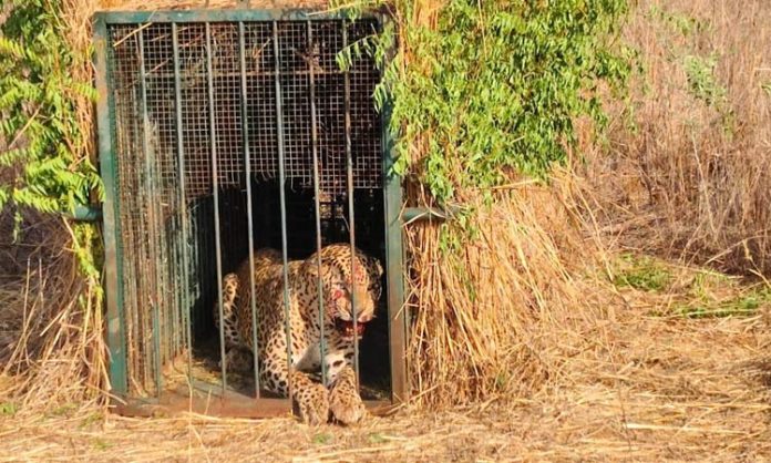 Leopard caught in Shamshabad
