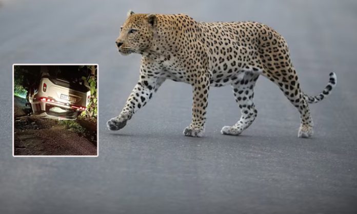 Leopard missed in car incident