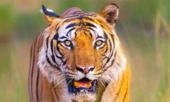 Tiger attack on car in Nellore-Mumbai highway