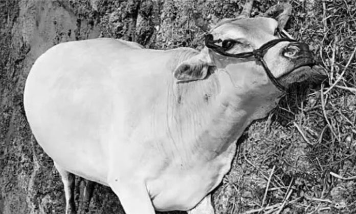 cow died in crocodile attack