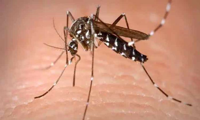 Dengue Death in Bangalore