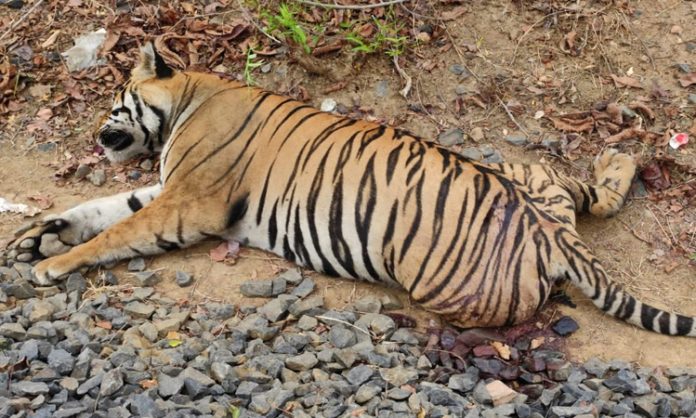 Tiger died after being hit by train