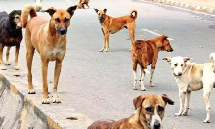 Street Dogs attack on 2 Year Old Boy in Jawahar Nagar