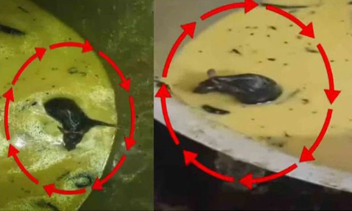 Rat found in chutney at JNTU