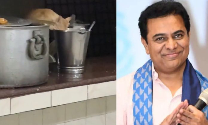 KTR tweet on cat and rat