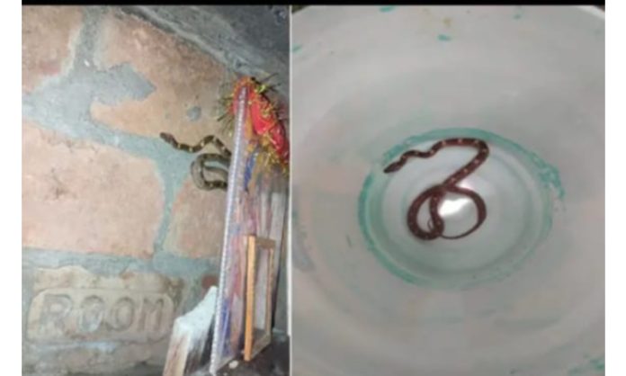 snake bitten wife in bihar