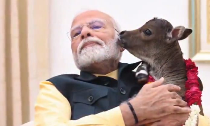 Cow gave birth calf at Modi's house