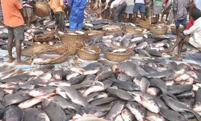 Government neglect Fish production