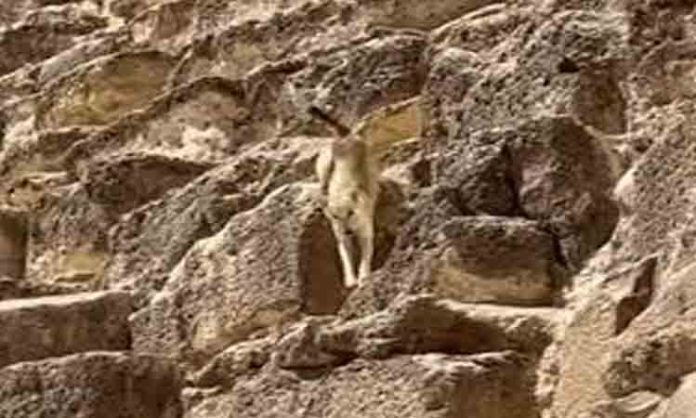 Dog climbed Giza pyramid