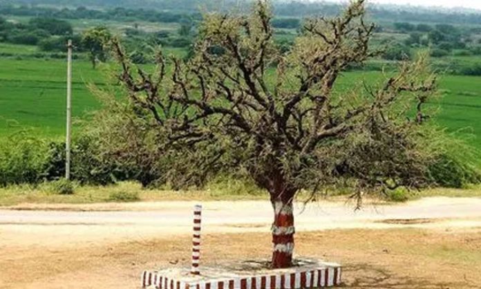 Jammi chettu pooja vidhanam